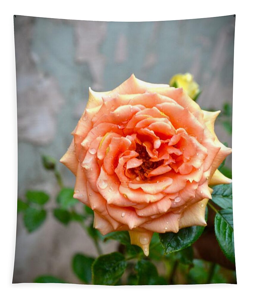 Rose Tapestry featuring the photograph Morning Dream by Sonali Gangane
