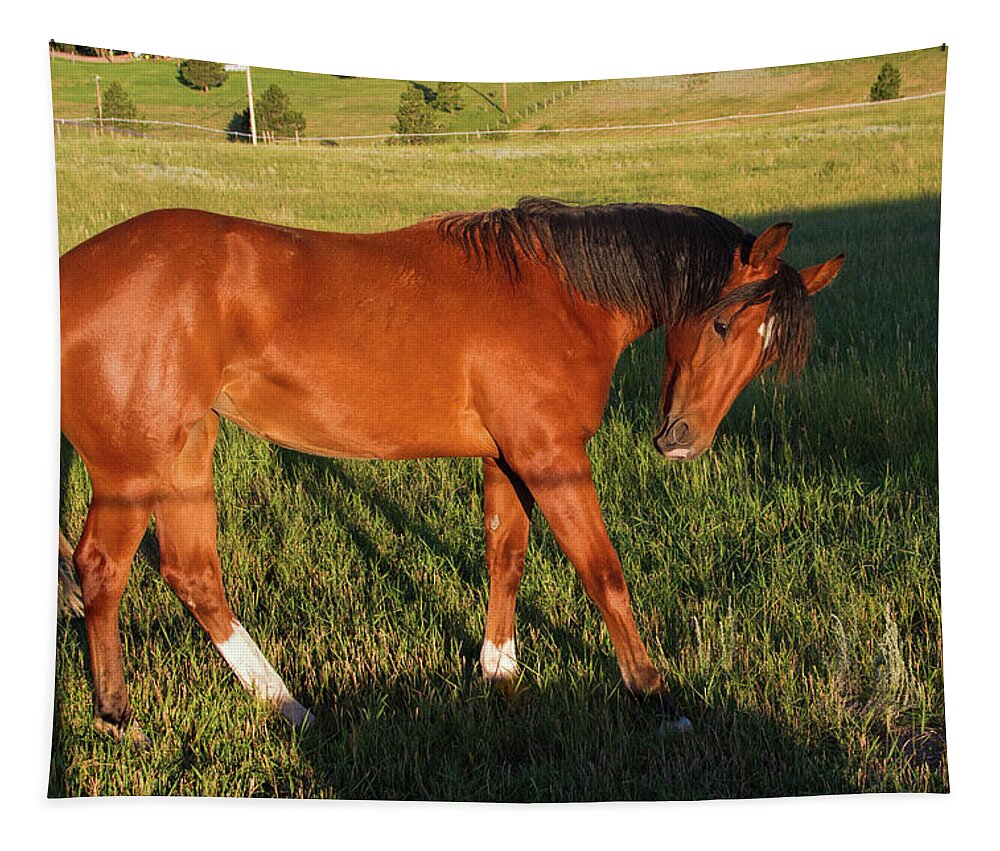 Horse Tapestry featuring the photograph Morning Greeting by Alana Thrower