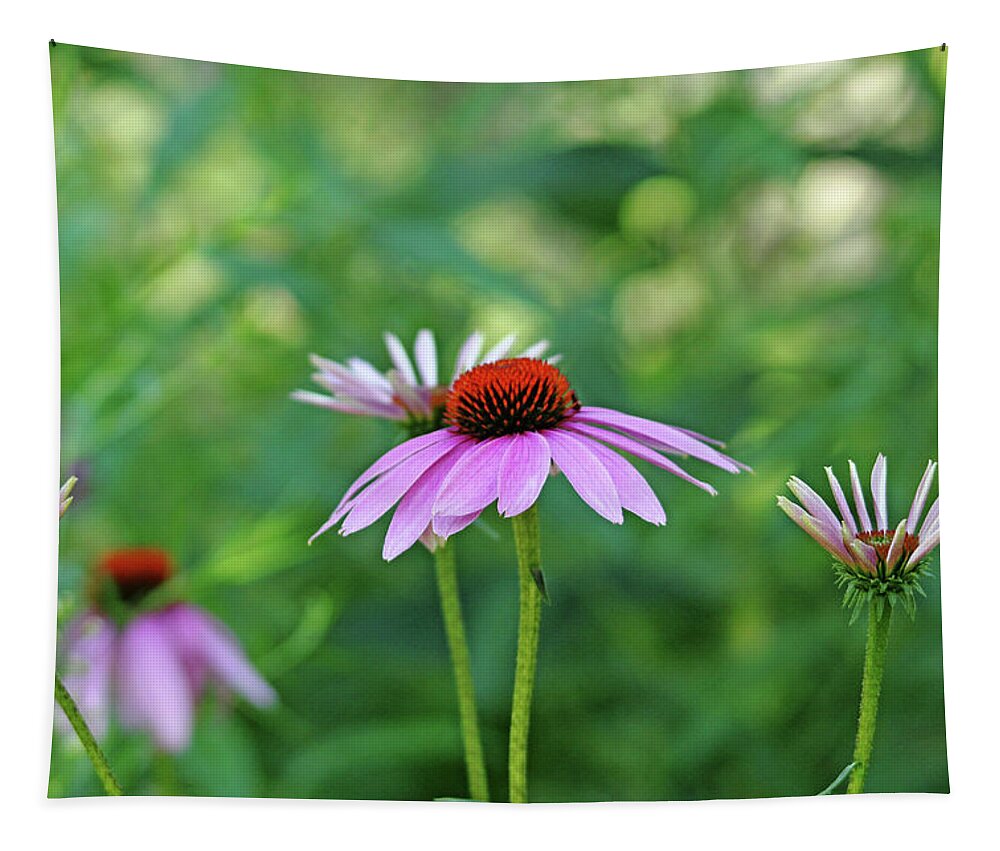 Purple Coneflowers Tapestry featuring the photograph Morning Light Coneflowers by Debbie Oppermann