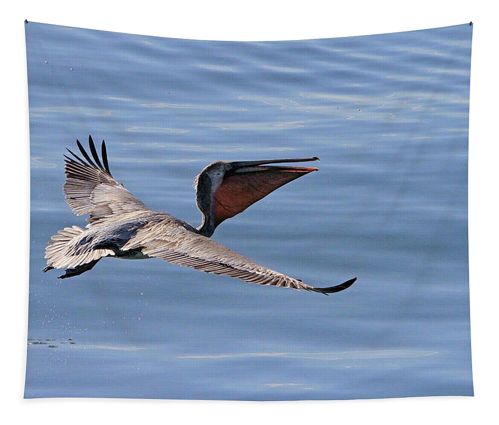 Pelican Tapestry featuring the photograph Morning Pelican by Shoal Hollingsworth