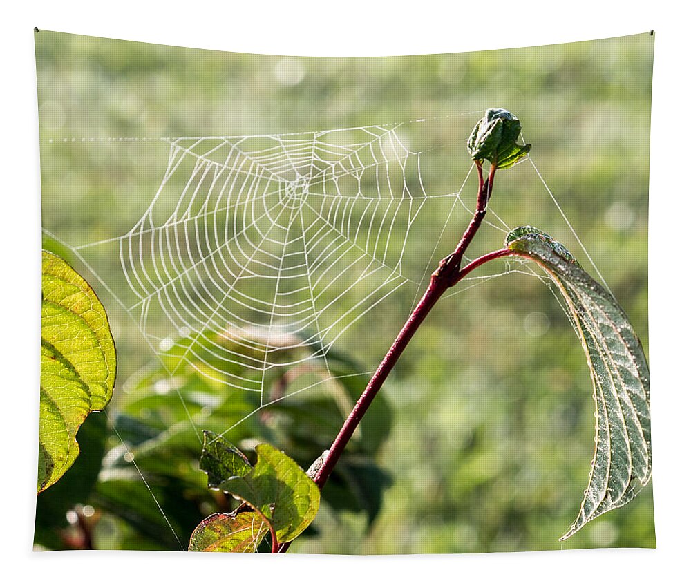 Web Tapestry featuring the photograph Morning Web #1 by Marc Champagne