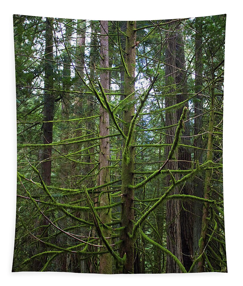 Ent Tapestry featuring the photograph Moss Covered Tree by Donna L Munro