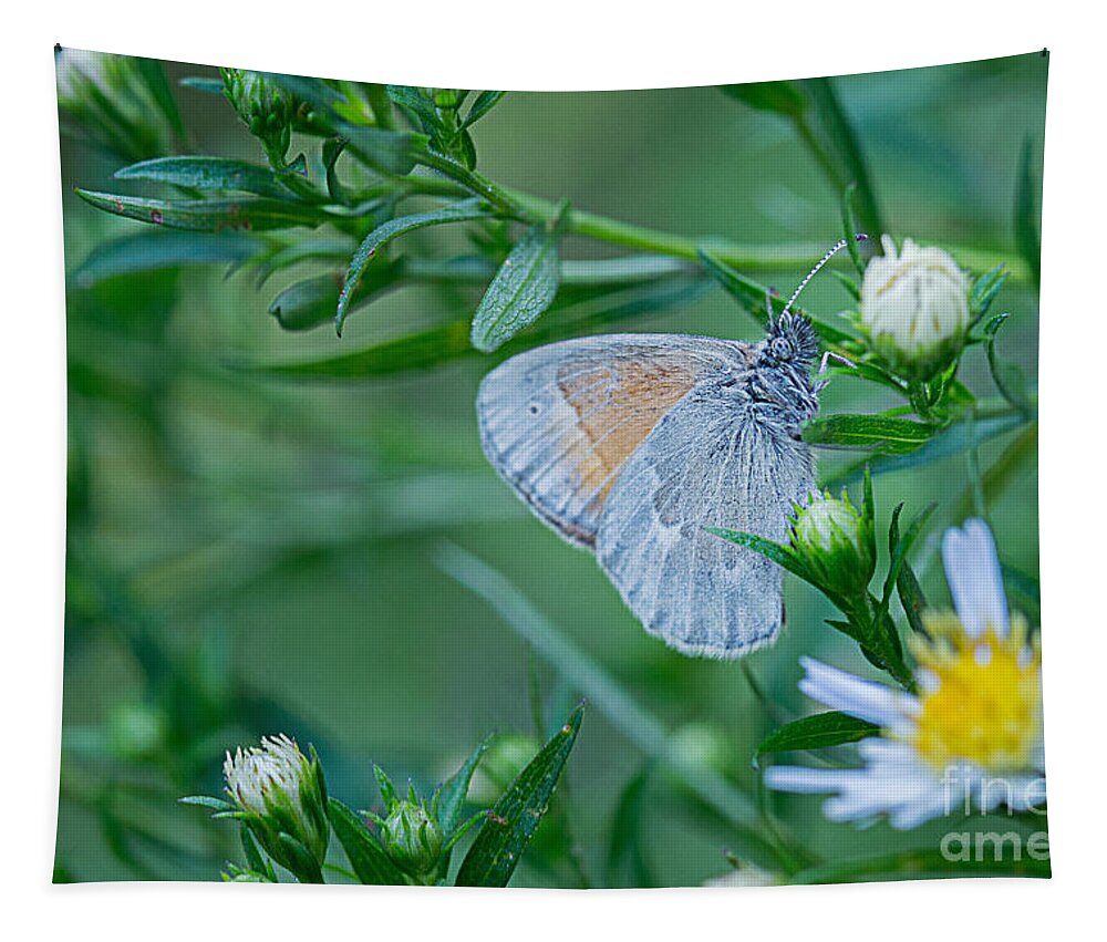 Maine Nature Photographers Tapestry featuring the photograph Moth by Alana Ranney