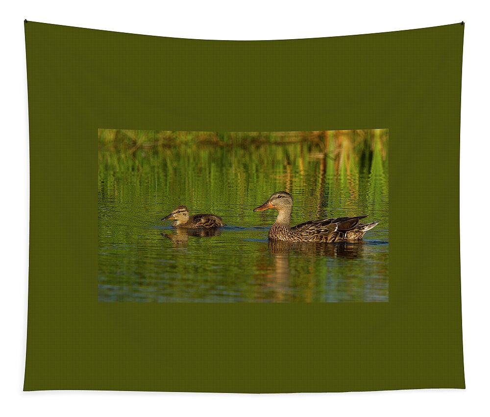 Jean Noren Tapestry featuring the photograph Mother and Child Mallards by Jean Noren