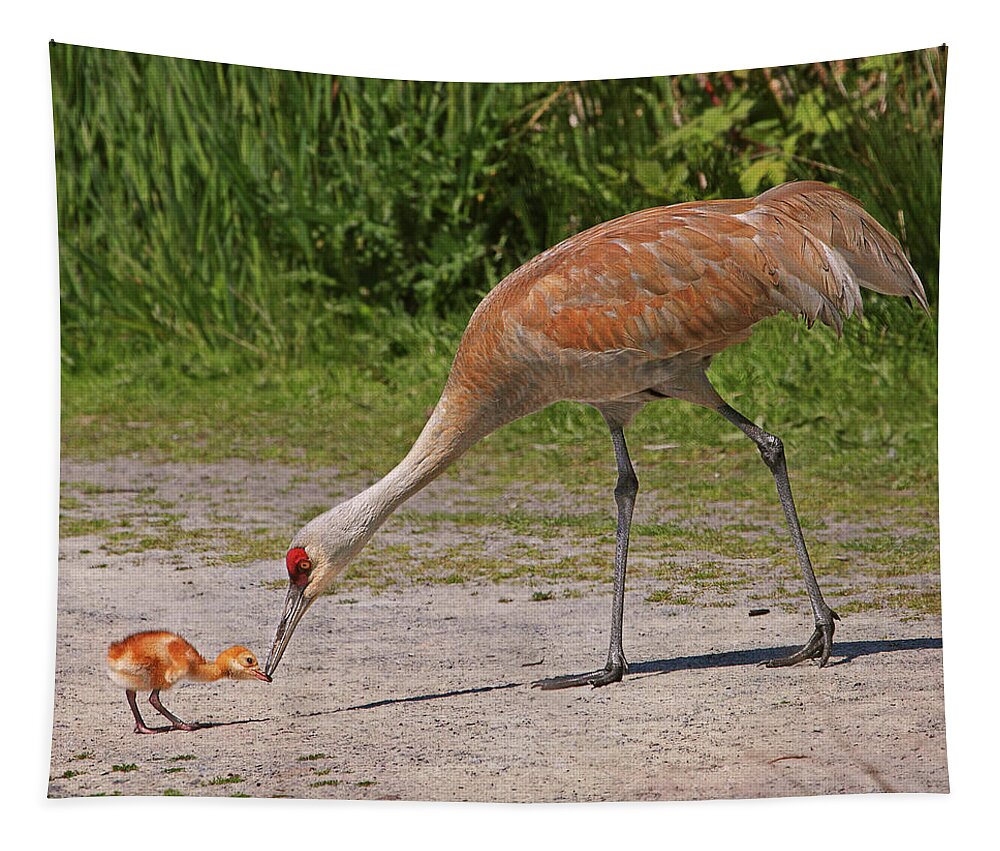 Sandhill Crane Tapestry featuring the photograph Mother Sandhill Crane Feeding Baby by Peggy Collins