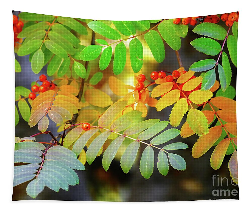 Sorbus Aucuparia Tapestry featuring the photograph Mountain Ash Fall Color by Michele Penner