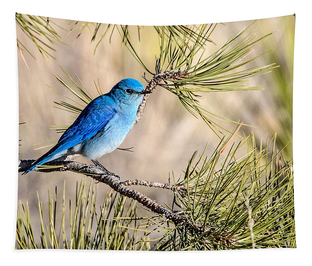 Colorado Tapestry featuring the photograph Mountain Bluebird in a Pine by Dawn Key