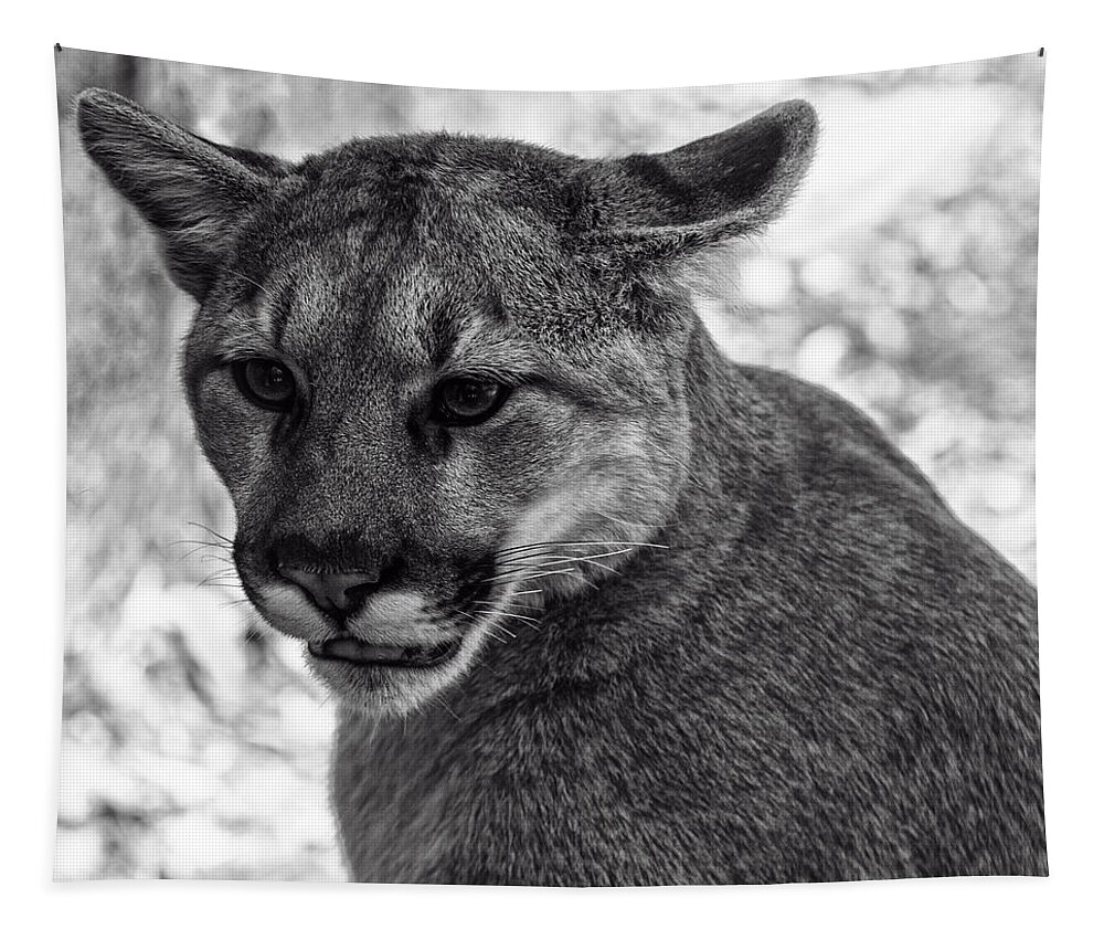 Animals Tapestry featuring the photograph Mountain Lion BW by Flees Photos