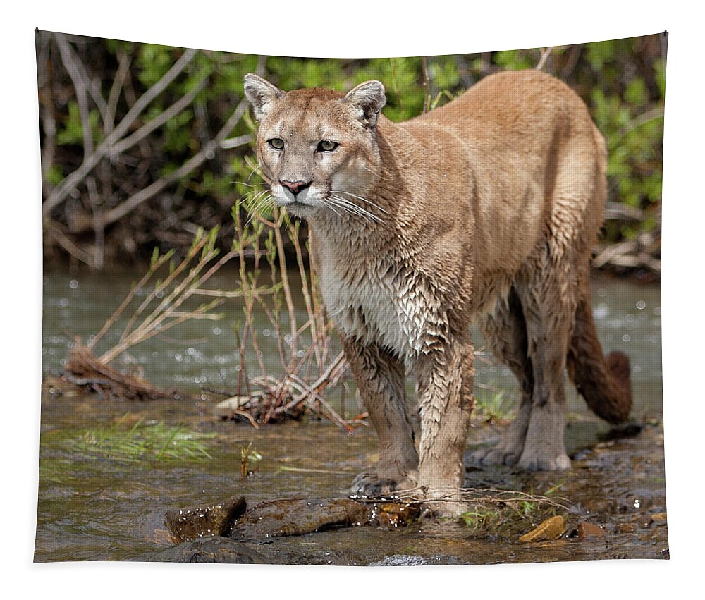 Animal Tapestry featuring the photograph Mountain Lion in Stream by Jerry Fornarotto