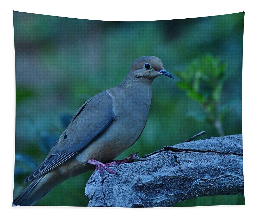 Linda Brody Tapestry featuring the photograph Mourning Dove Early Evening Shot by Linda Brody