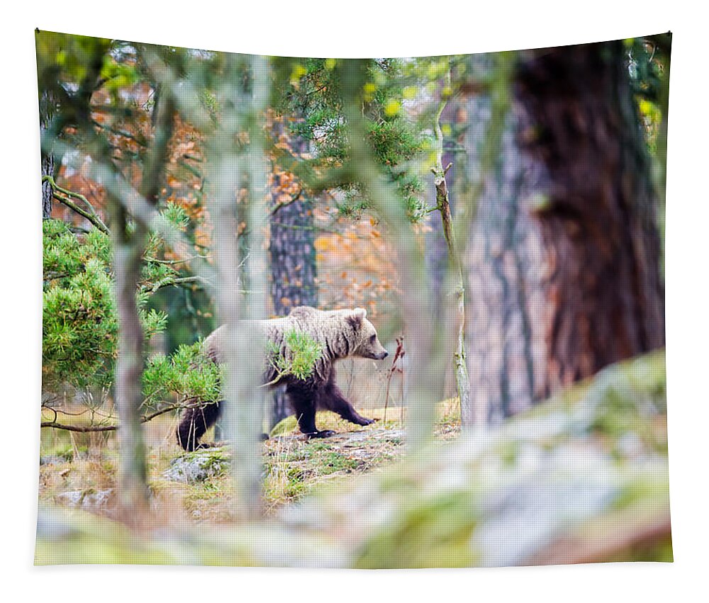 Moving Bear Tapestry featuring the photograph Moving Bear by Torbjorn Swenelius