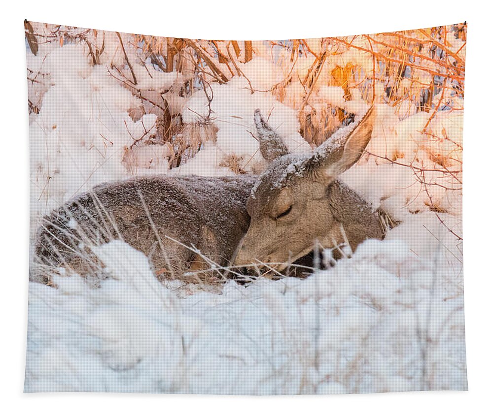 Deer Tapestry featuring the photograph Mule Deer Doe Curls Up in the Snow by Tony Hake