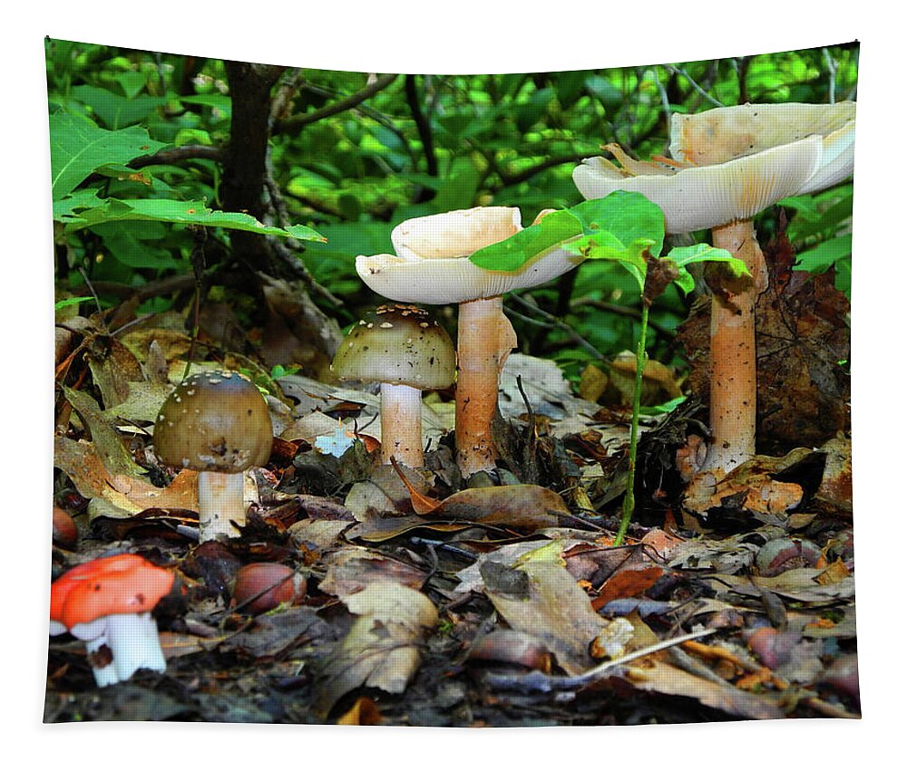 Mushrooms On Bear Mountain Tapestry featuring the photograph Mushroom Family by Raymond Salani III