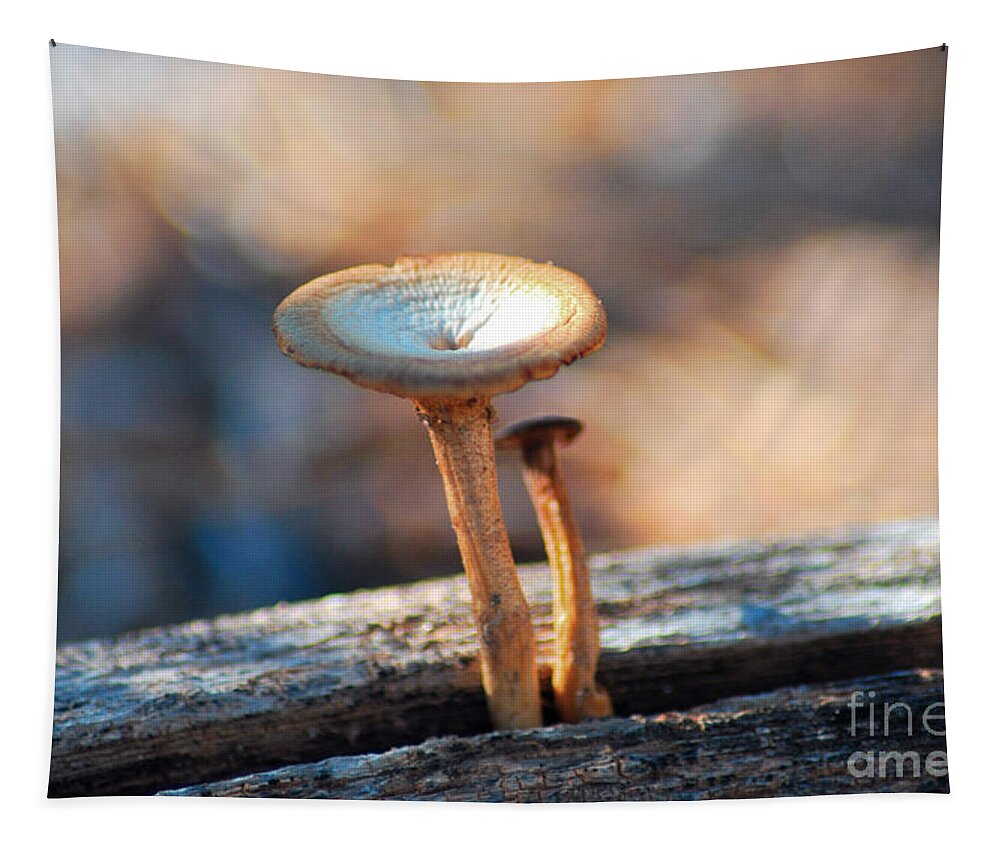 Fine Art Tapestry featuring the photograph Mushrooms on a Stick by Donna Greene