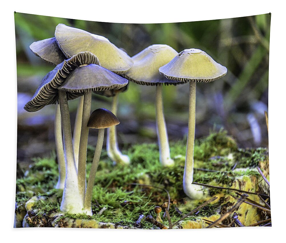 Nature Tapestry featuring the photograph Family of Mushrooms by WAZgriffin Digital