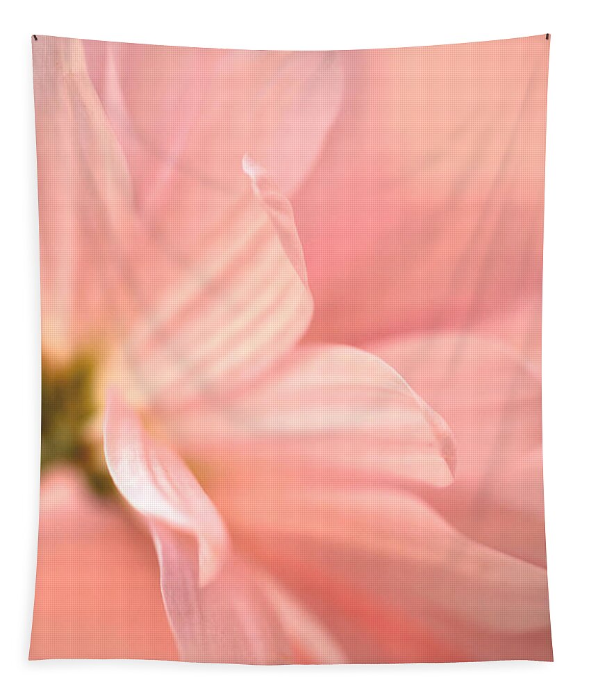Soft Pink Daisy Tapestry featuring the photograph Muted Splendor by Deb Halloran