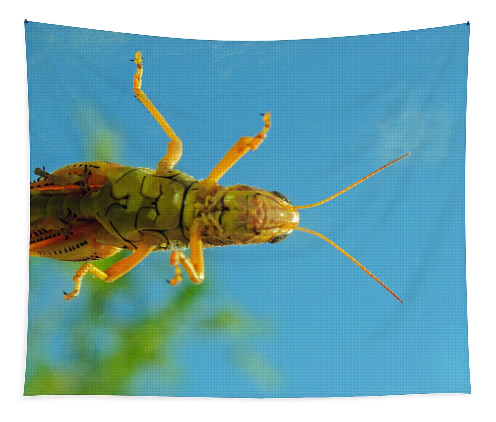 Hitch Hiker Tapestry featuring the photograph My Hitch Hiker by Tikvah's Hope