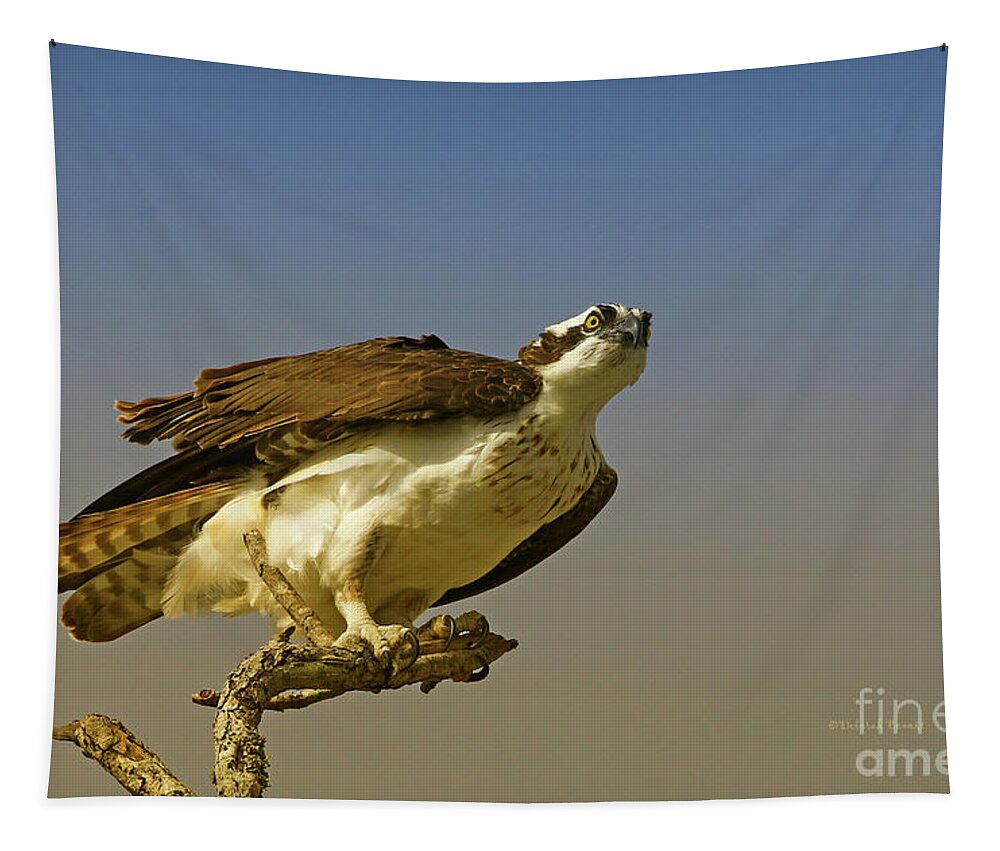 Osprey Tapestry featuring the photograph My Pose For You by Deborah Benoit