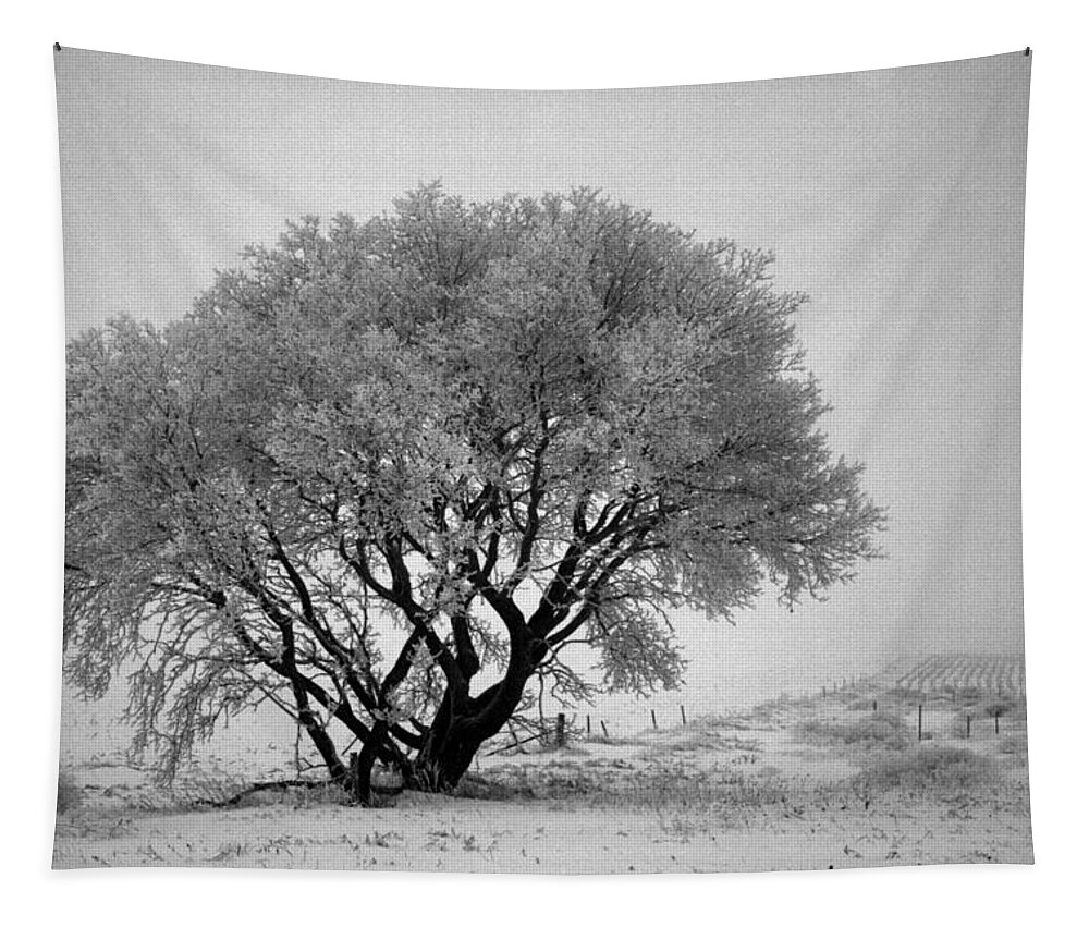 Snow Tapestry featuring the photograph Mystical Morning by Julie Lueders 