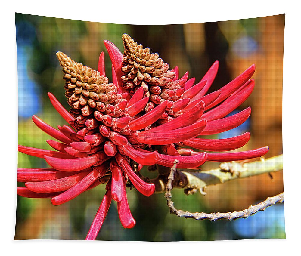 Coral Tree Flower Tapestry featuring the photograph Naked Coral Tree Flower by Mariola Bitner