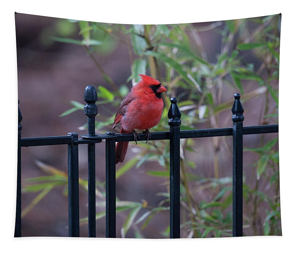 Red Bird Tapestry featuring the photograph Nature Calling by Dale Powell