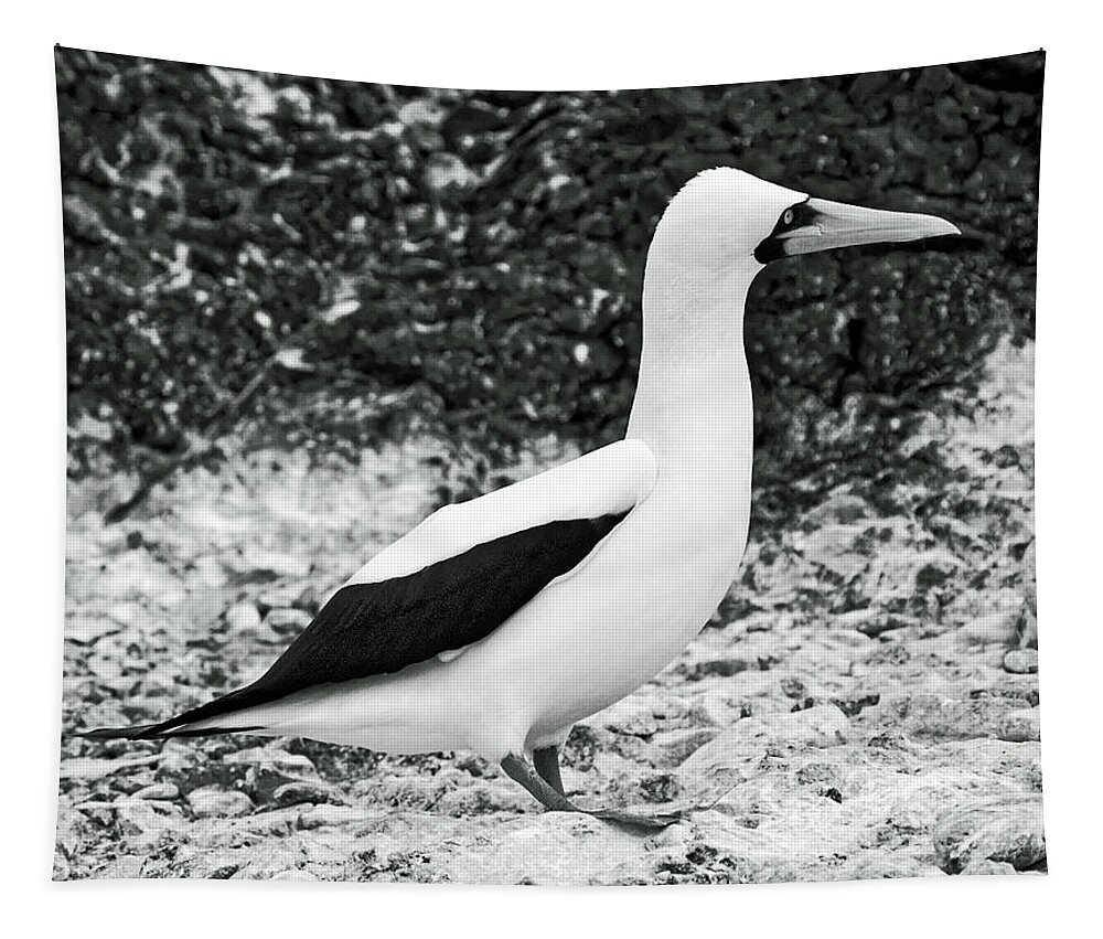 Nazca Booby Full Body Oportrait Tapestry featuring the photograph Nazca Booby Side View by Sally Weigand