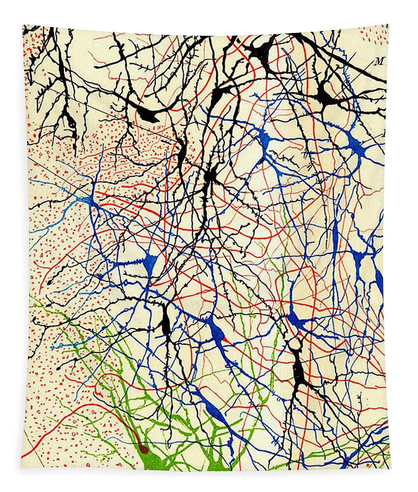 History Tapestry featuring the photograph Nerve Cells Santiago Ramon y Cajal by Science Source