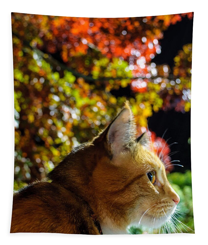 Animal Tapestry featuring the photograph Night Stalker by Tikvah's Hope