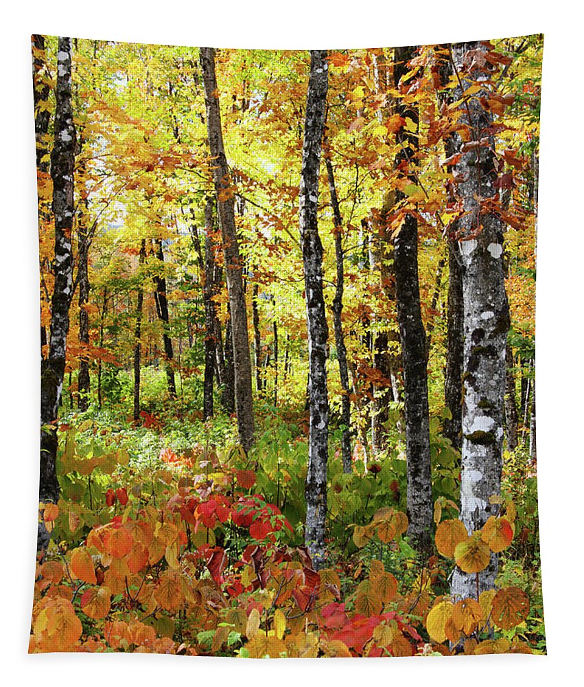 Photography Tapestry featuring the photograph North Woods Trees #6 by Brett Pelletier