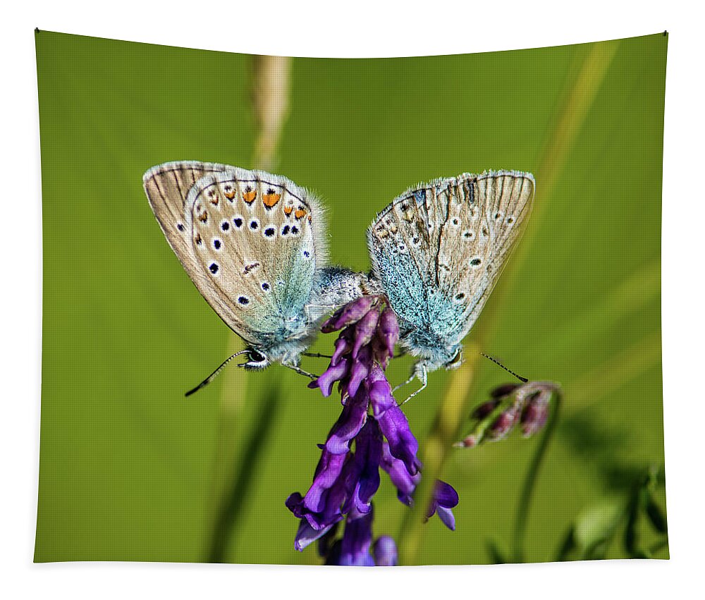 Northern Blue Tapestry featuring the photograph Northern Blue's mating by Torbjorn Swenelius