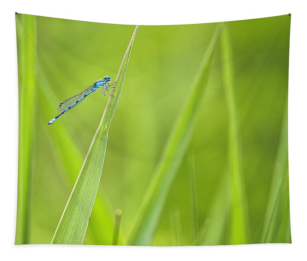 Damselfly Tapestry featuring the photograph Northern Bluet damselfly - Madison - Wisconsin by Steven Ralser