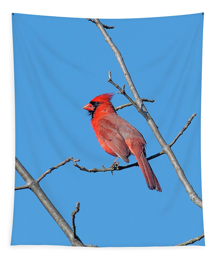 Nature Tapestry featuring the photograph Northern Cardinal DSB0272 by Gerry Gantt