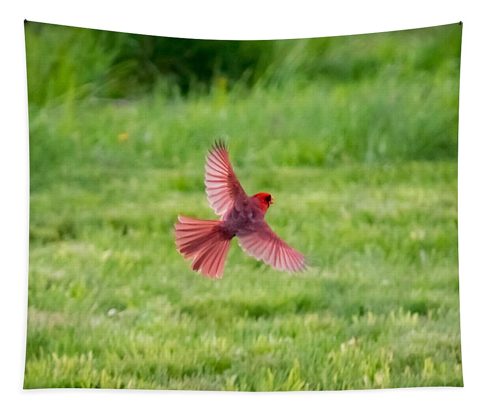 Northern Cardinal Tapestry featuring the photograph Northern Cardinal in Flight by Holden The Moment