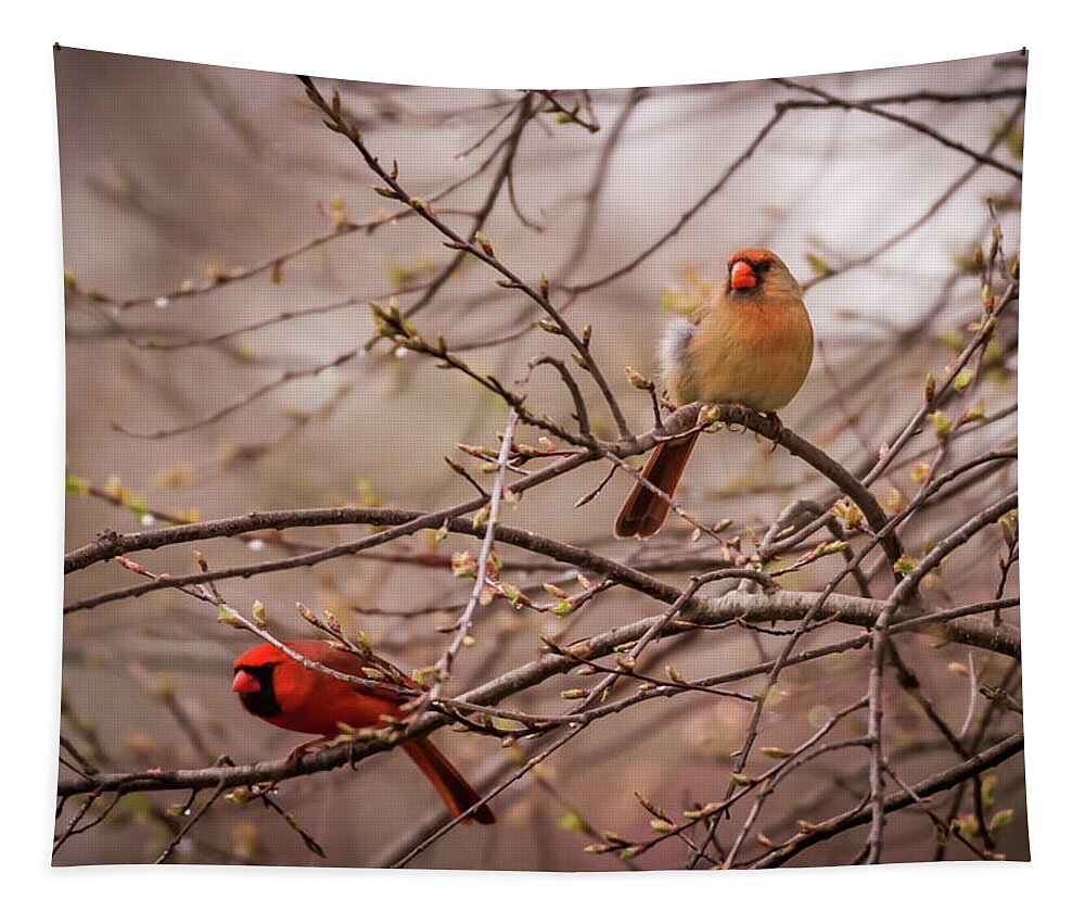 Terry D Photography Tapestry featuring the photograph Northern Cardinal Pair in Spring by Terry DeLuco