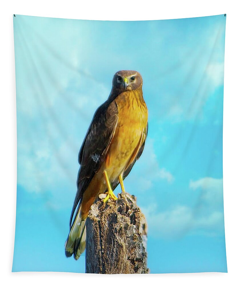 Northern Harrier Tapestry featuring the photograph Northern Harrier Hawk by Mark Andrew Thomas