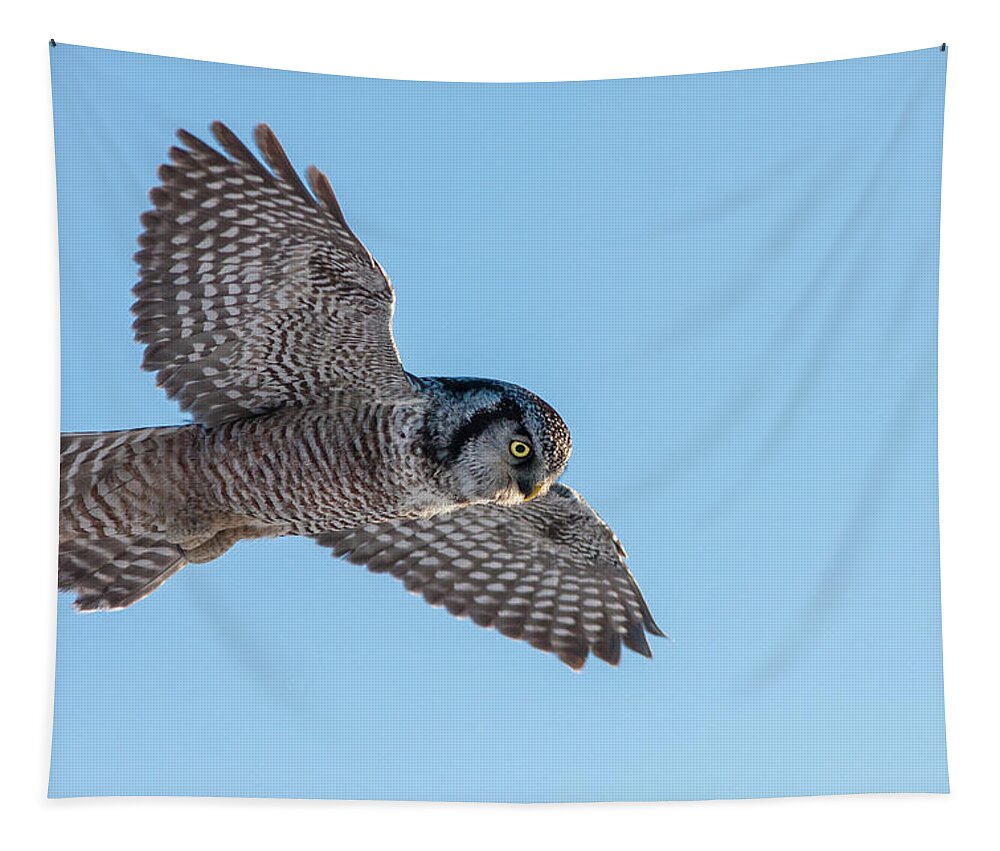 Animal Tapestry featuring the photograph Northern Hawk Owl hunting by Mircea Costina Photography
