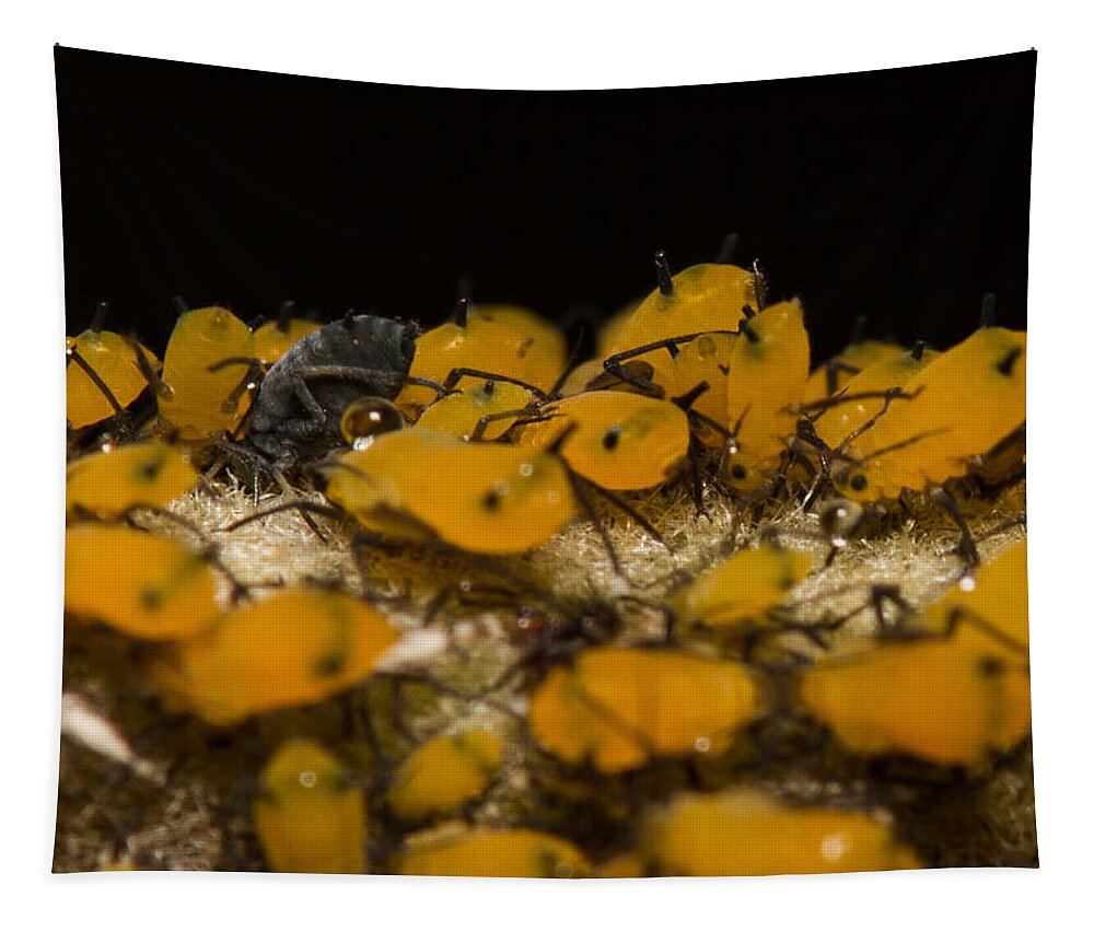 Aphid Tapestry featuring the photograph Not Like The Others by Shawn Jeffries