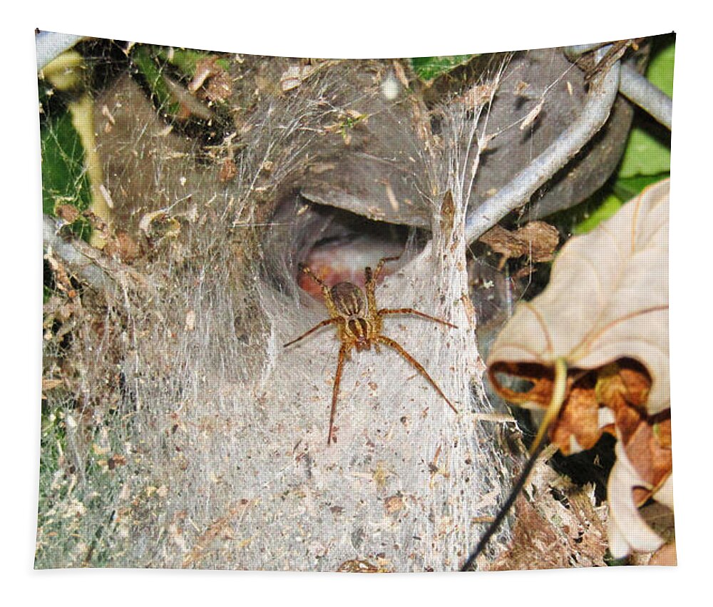 Spider Tapestry featuring the photograph Not Vacant by Robert Knight