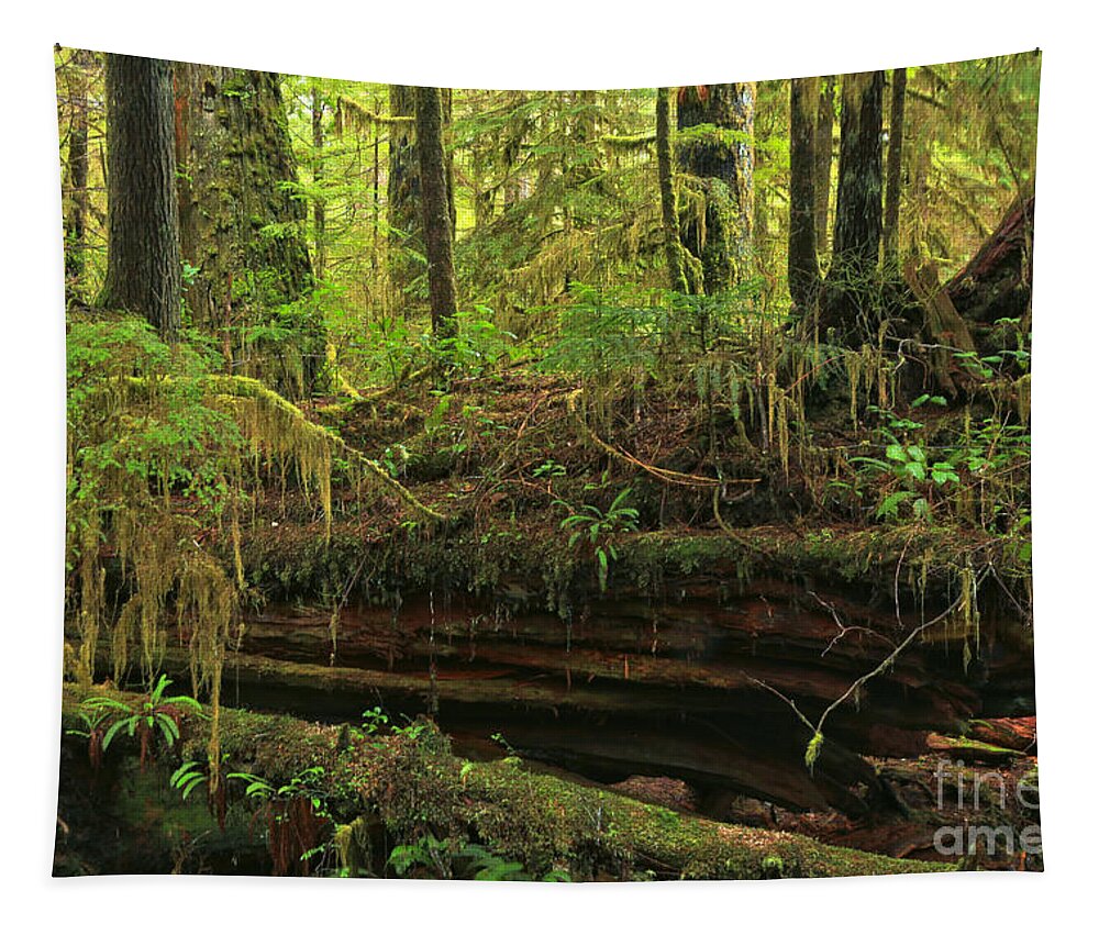 Nurse Tree Tapestry featuring the photograph Nursing Log by Adam Jewell
