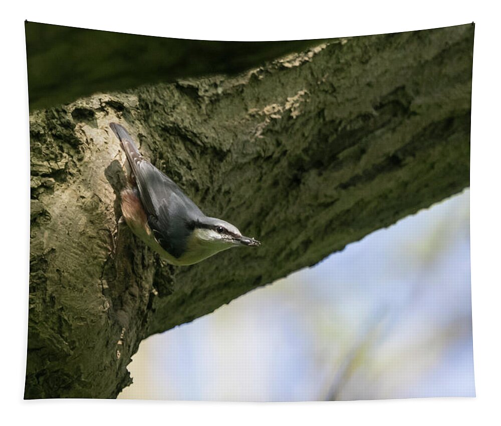©wendy Cooper Tapestry featuring the photograph Nuthatch by Wendy Cooper