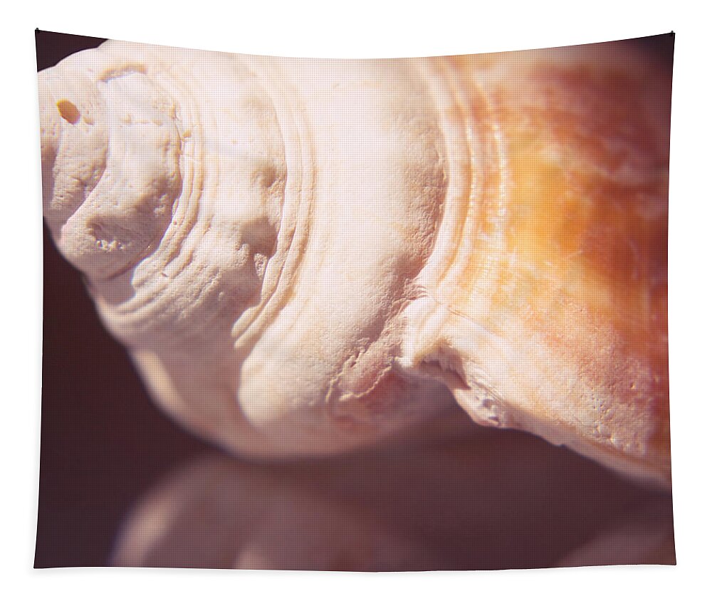 Seashell Tapestry featuring the photograph Nutmeg Shell by Hermes Fine Art