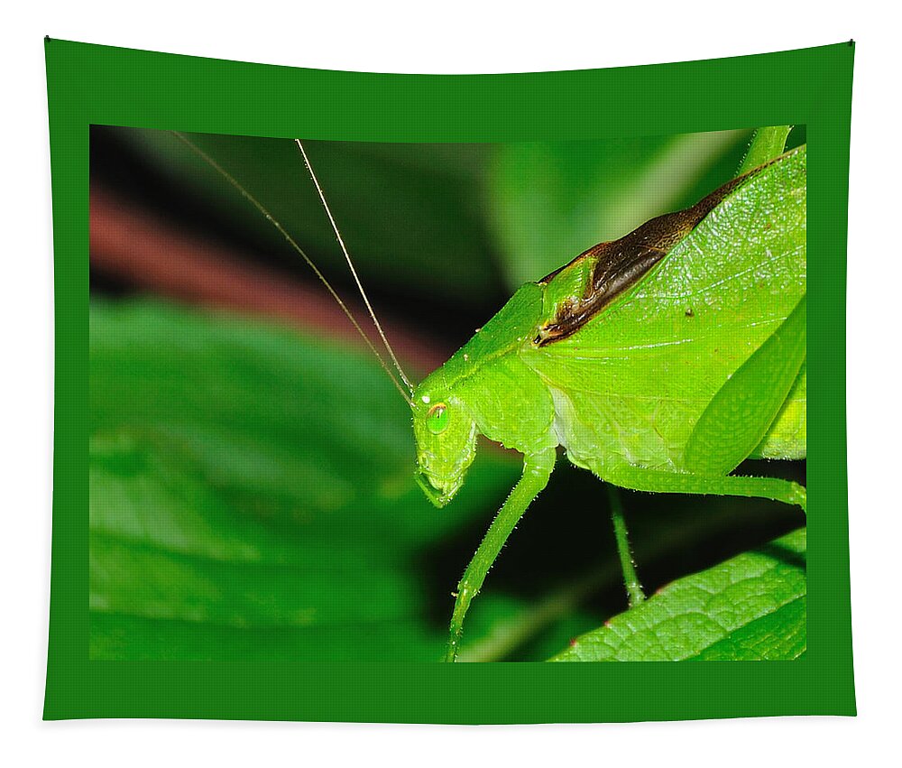 Grasshopper Tapestry featuring the photograph O Grasshopper by Mark Fuller