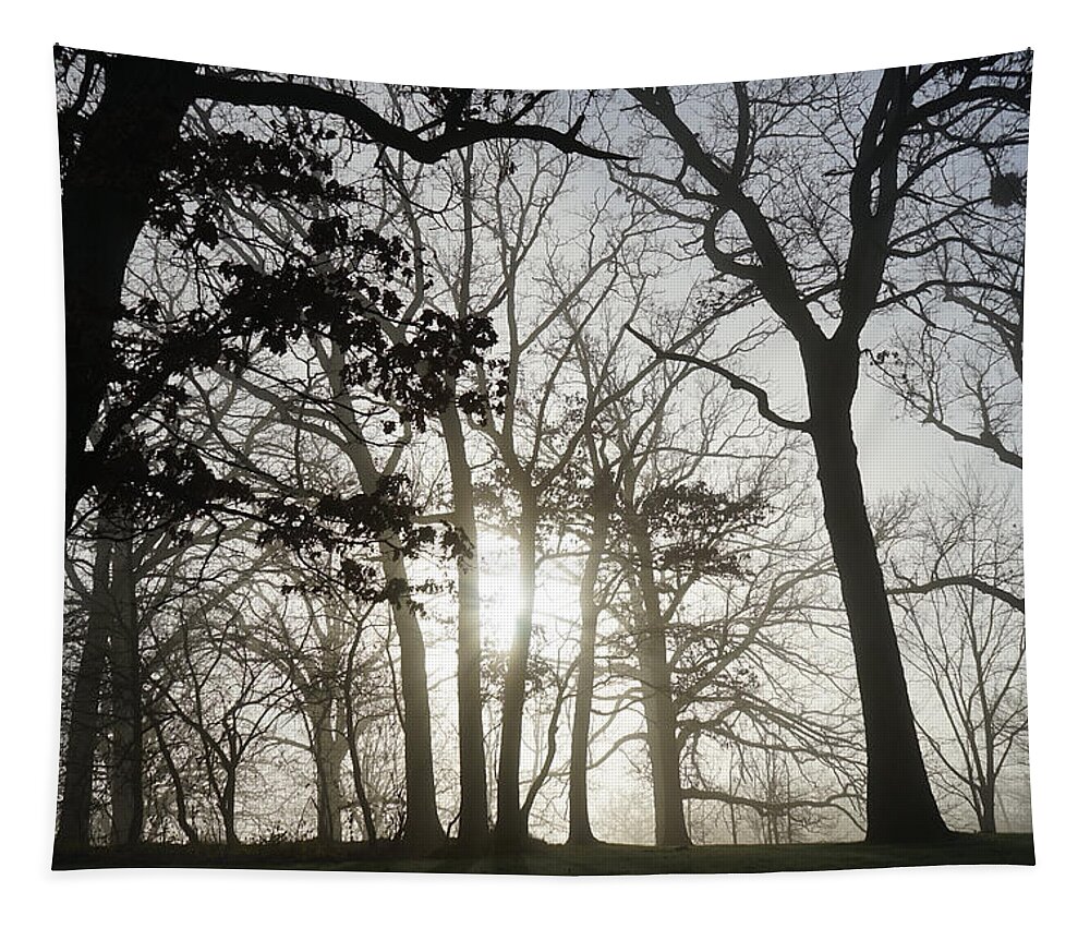 Fog Tapestry featuring the photograph Oaks in Silhouette by Brooke Bowdren