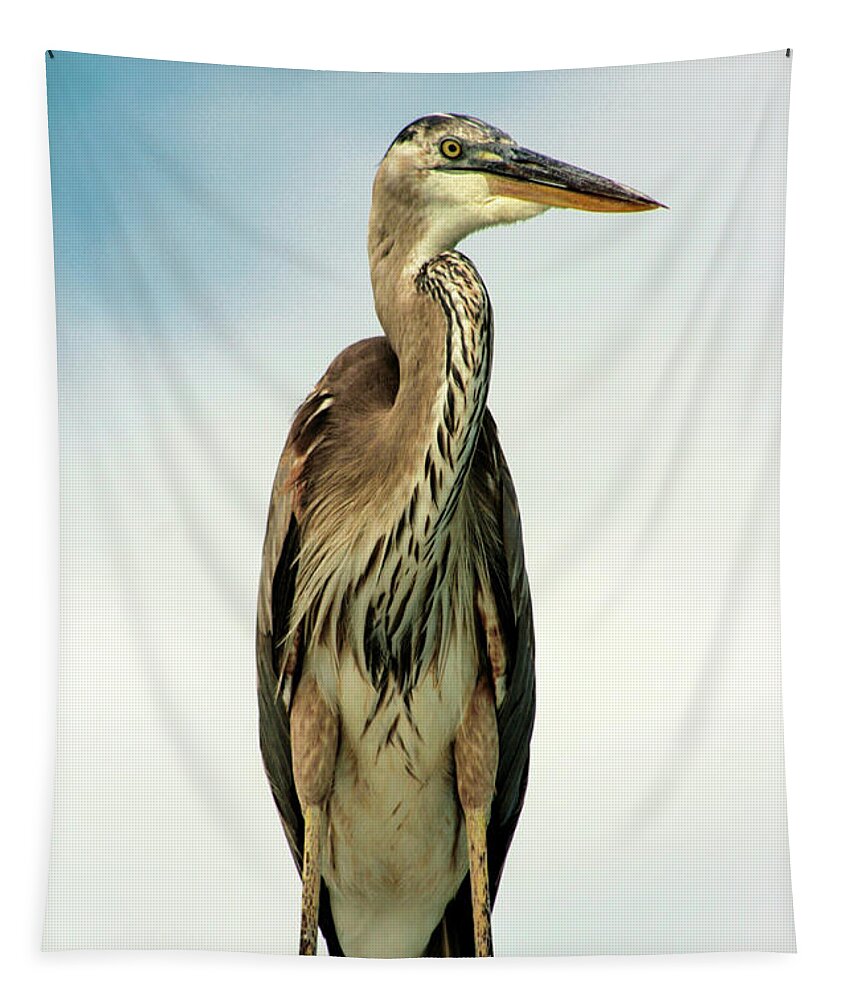 Photo For Sale Tapestry featuring the photograph Old Man Heron by Robert Wilder Jr