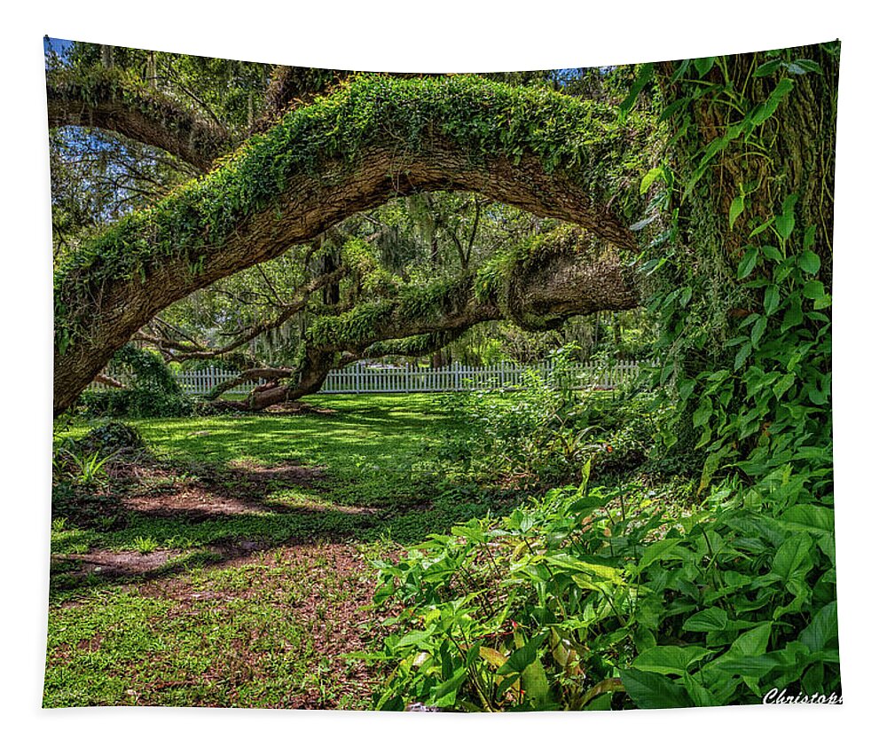 Lady Lake Tapestry featuring the photograph Old Oak by Christopher Holmes
