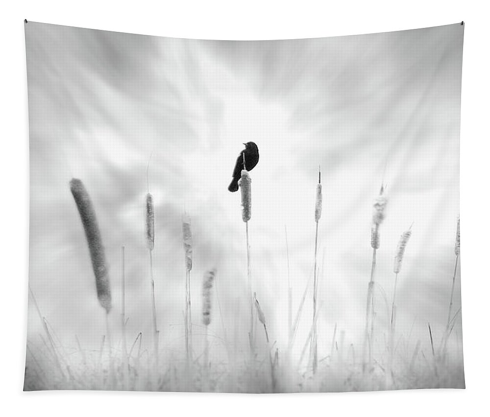 Bird; Black; Dream; Field; Message; Omen; Pussy Willow; White; John Poon; Cattail; Luck Tapestry featuring the photograph Omen by John Poon
