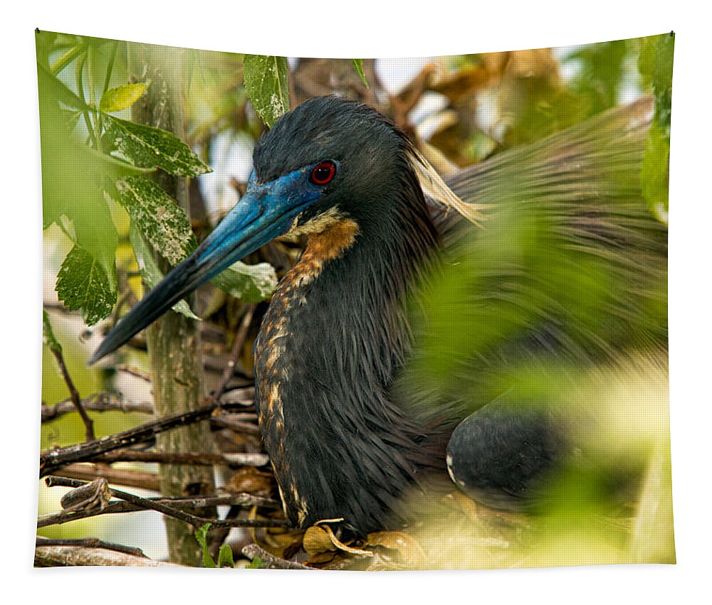 Tri-color Heron Tapestry featuring the photograph On The Nest by Christopher Holmes