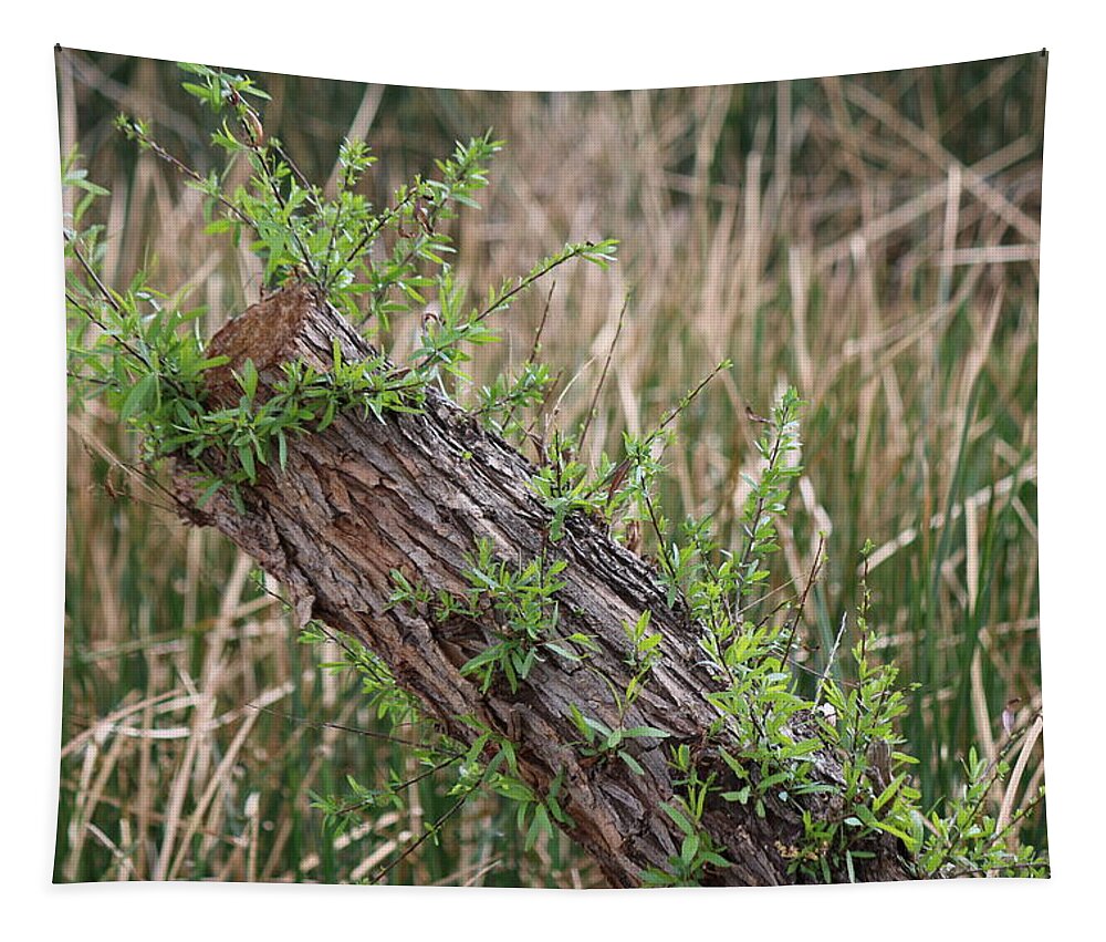 Log Tapestry featuring the photograph Once Upon a Log by Christy Pooschke