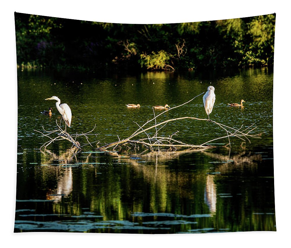 Ardea Alba Tapestry featuring the photograph One Legged Egrets by Onyonet Photo studios