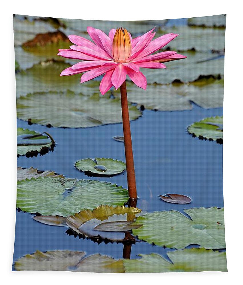 Water Lily Tapestry featuring the photograph One stands alone by Davids Digits